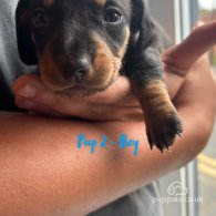 Dachshund (Standard & Miniature) - Both