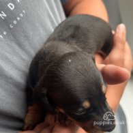 Dachshund (Standard & Miniature) - Both