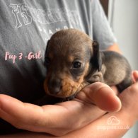 Dachshund (Standard & Miniature) - Both