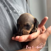 Dachshund (Standard & Miniature) - Both