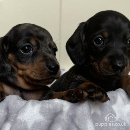 Dachshund (Standard & Miniature) - Both