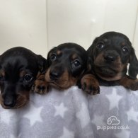 Dachshund (Standard & Miniature) - Both