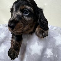 Dachshund (Standard & Miniature) - Both