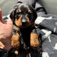 Dachshund (Standard & Miniature) - Both