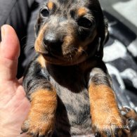 Dachshund (Standard & Miniature) - Both