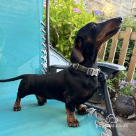 Dachshund (Standard & Miniature) - Both