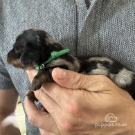 Dachshund (Standard & Miniature) - Both