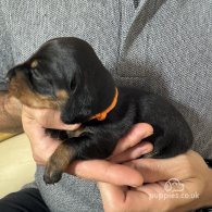 Dachshund (Standard & Miniature) - Both