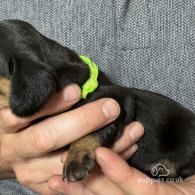 Dachshund (Standard & Miniature) - Both