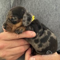 Dachshund (Standard & Miniature) - Both