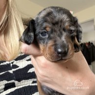 Dachshund (Standard & Miniature) - Both