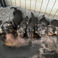 Dachshund (Standard & Miniature) - Both