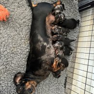 Dachshund (Standard & Miniature) - Both