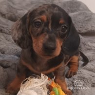 Dachshund (Standard & Miniature) - Dogs