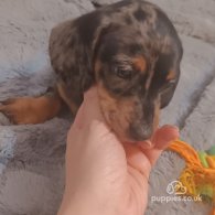 Dachshund (Standard & Miniature) - Dogs