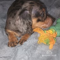 Dachshund (Standard & Miniature) - Dogs