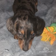 Dachshund (Standard & Miniature) - Dogs