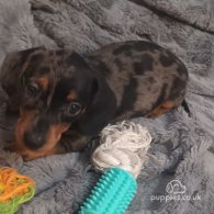 Dachshund (Standard & Miniature) - Dogs