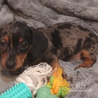 Dachshund (Standard & Miniature) - Dogs