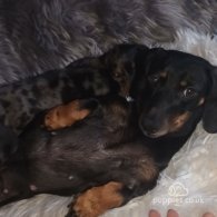 Dachshund (Standard & Miniature) - Dogs