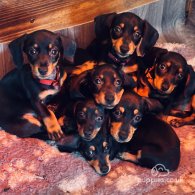 Dachshund (Standard & Miniature) - Both