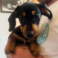 Dachshund (Standard & Miniature) - Both