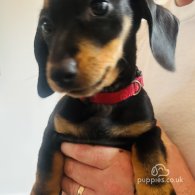 Dachshund (Standard & Miniature) - Both