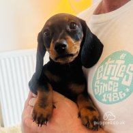 Dachshund (Standard & Miniature) - Both