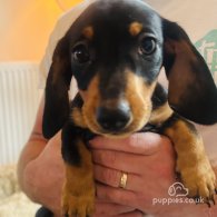 Dachshund (Standard & Miniature) - Both