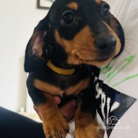 Dachshund (Standard & Miniature) - Both