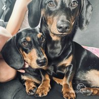 Dachshund (Standard & Miniature) - Both