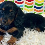 Dachshund (Standard & Miniature) - Both