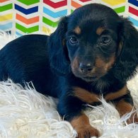 Dachshund (Standard & Miniature) - Both