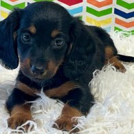 Dachshund (Standard & Miniature) - Both