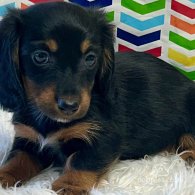 Dachshund (Standard & Miniature) - Both