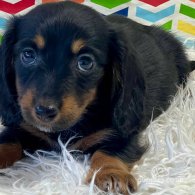 Dachshund (Standard & Miniature) - Both