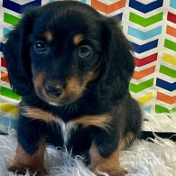 Dachshund (Standard & Miniature) - Both