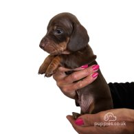 Dachshund (Standard & Miniature) - Both