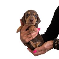 Dachshund (Standard & Miniature) - Both