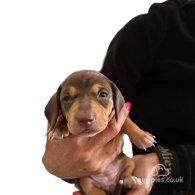 Dachshund (Standard & Miniature) - Both