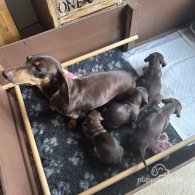 Dachshund (Standard & Miniature) - Both