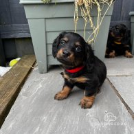 Dachshund (Standard & Miniature) - Both