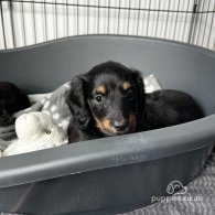 Dachshund (Standard & Miniature) - Both