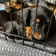 Dachshund (Standard & Miniature) - Both