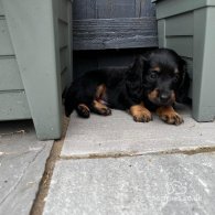 Dachshund (Standard & Miniature) - Both