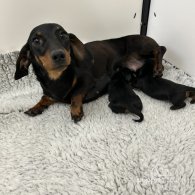 Dachshund (Standard & Miniature) - Bitches