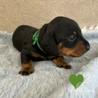 Dachshund (Standard & Miniature) - Both