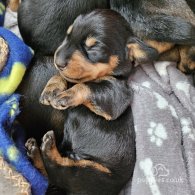 Dachshund (Standard & Miniature) - Both