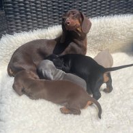 Dachshund (Standard & Miniature) - Both