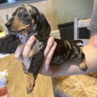 Dachshund (Standard & Miniature) - Both